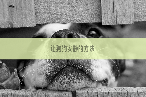 让狗狗安静的方法