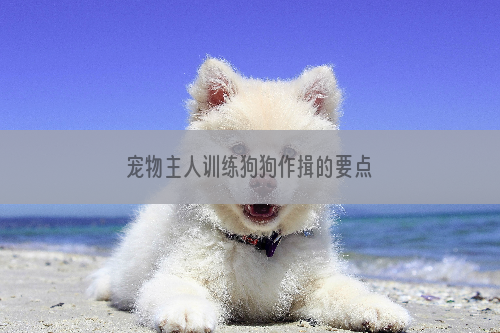 宠物主人训练狗狗作揖的要点