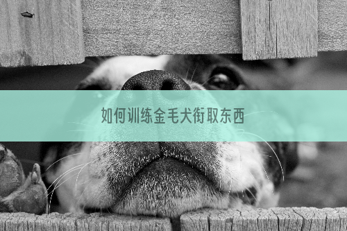 如何训练金毛犬衔取东西