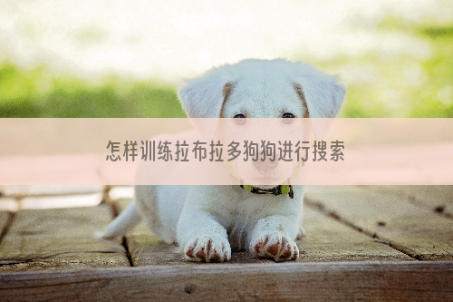 怎样训练拉布拉多狗狗进行搜索