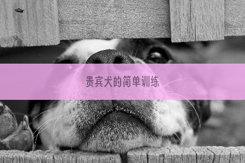 贵宾犬的简单训练