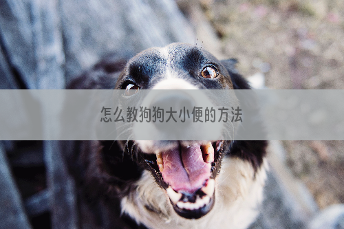 怎么教狗狗大小便的方法