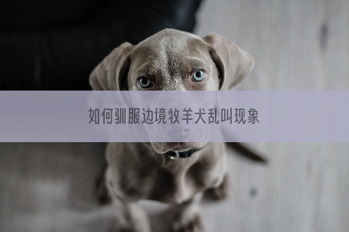 如何驯服边境牧羊犬乱叫现象