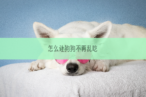 怎么让狗狗不再乱吃
