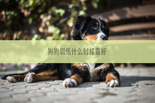 狗狗训练什么时候最好