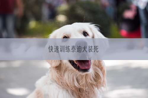 快速训练泰迪犬装死