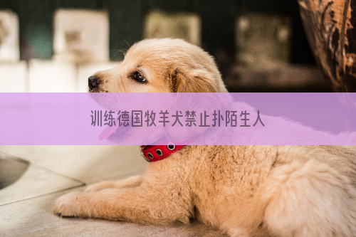 训练德国牧羊犬禁止扑陌生人