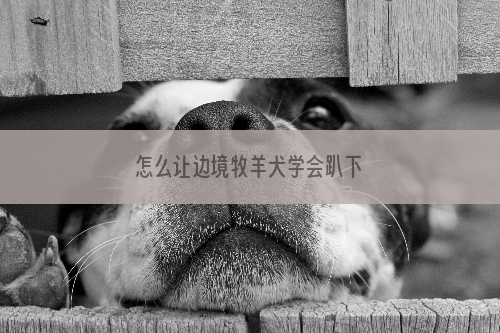 怎么让边境牧羊犬学会趴下