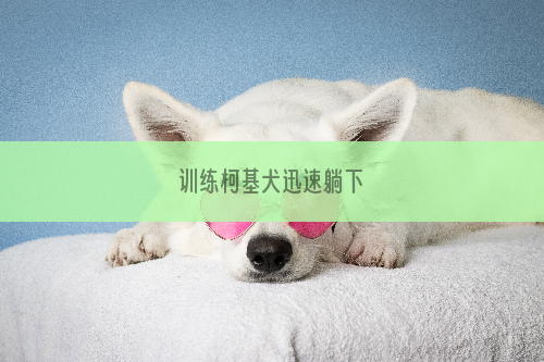 训练柯基犬迅速躺下