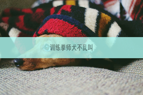 训练拳师犬不乱叫