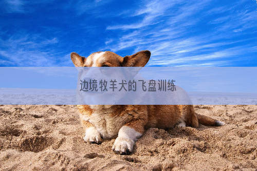 边境牧羊犬的飞盘训练