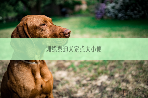 训练泰迪犬定点大小便