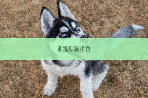 训练狗狗拒食