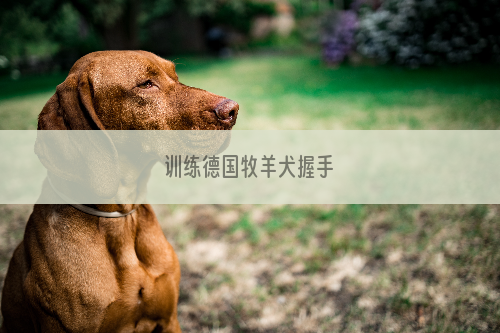 训练德国牧羊犬握手