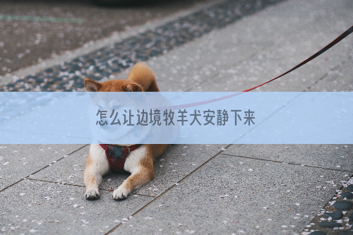 怎么让边境牧羊犬安静下来