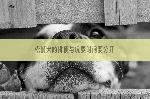 松狮犬的排便与玩耍时间要分开