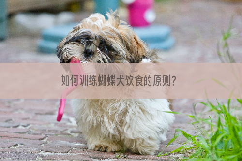 如何训练蝴蝶犬饮食的原则？