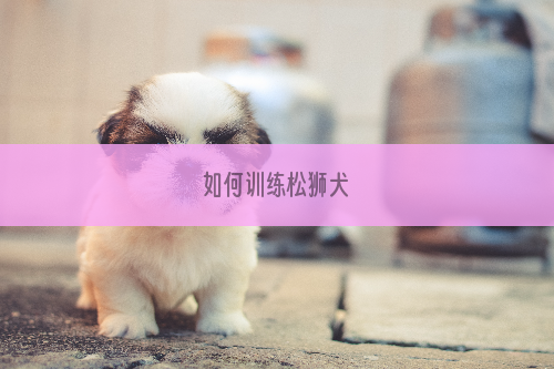 如何训练松狮犬