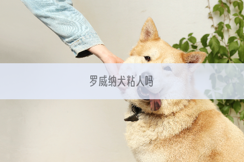 罗威纳犬粘人吗