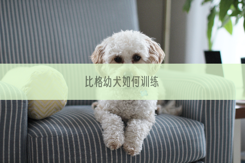 比格幼犬如何训练