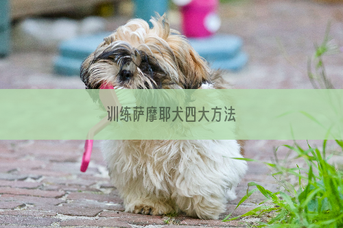 训练萨摩耶犬四大方法