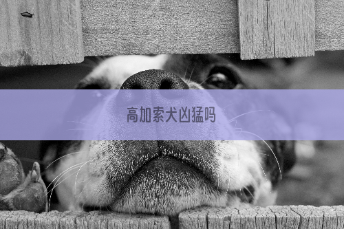 高加索犬凶猛吗