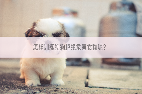怎样训练狗狗拒绝危害食物呢？