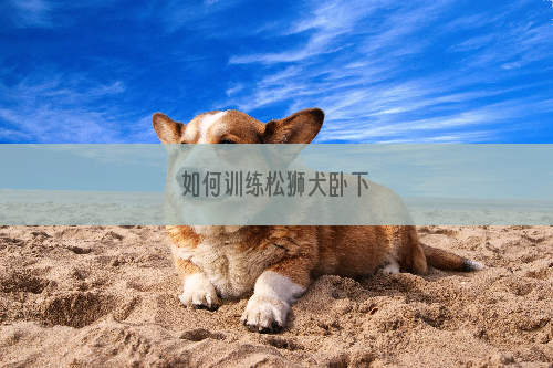 如何训练松狮犬卧下