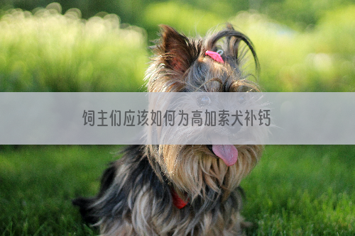 饲主们应该如何为高加索犬补钙