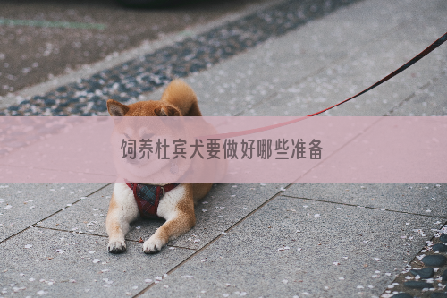 饲养杜宾犬要做好哪些准备