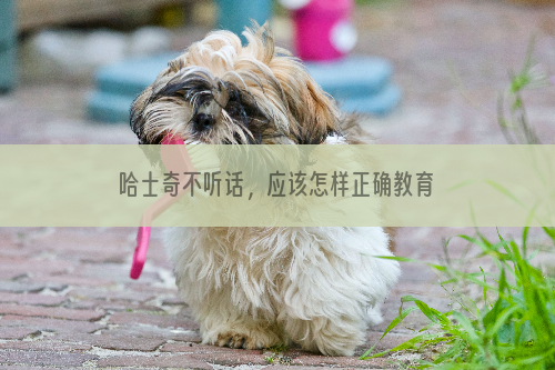 哈士奇不听话，应该怎样正确教育呢