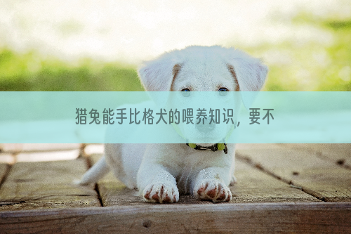 猎兔能手比格犬的喂养知识，要不要学一下