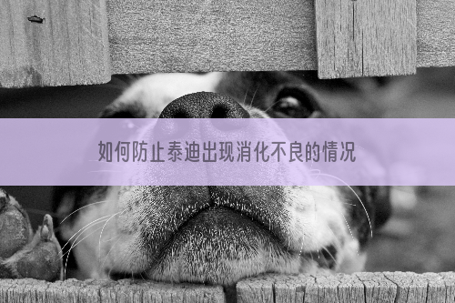 如何防止泰迪出现消化不良的情况，这几点要特别注意了