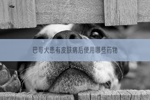 巴哥犬患有皮肤病后使用哪些药物才是最理想的