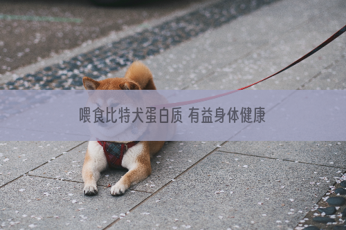 喂食比特犬蛋白质 有益身体健康