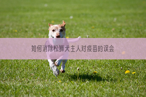 如何消除松狮犬主人对疫苗的误会