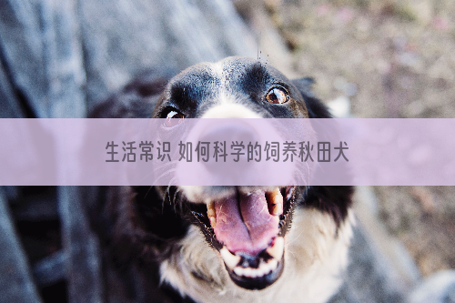 生活常识 如何科学的饲养秋田犬