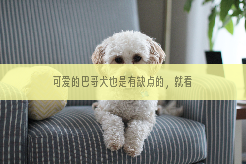 可爱的巴哥犬也是有缺点的，就看你如何对待了