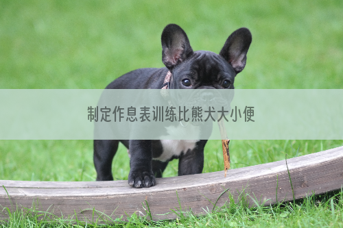 制定作息表训练比熊犬大小便