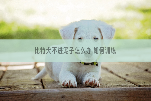 比特犬不进笼子怎么办 如何训练比特犬进笼子