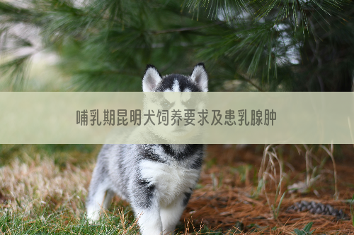 哺乳期昆明犬饲养要求及患乳腺肿瘤的征兆