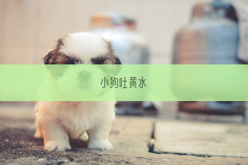 小狗吐黄水