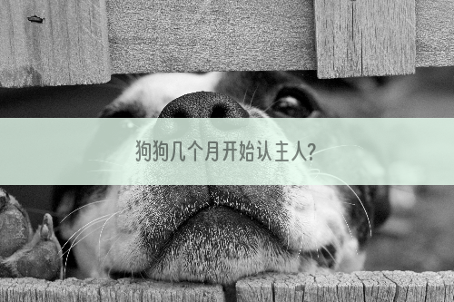 狗狗几个月开始认主人?