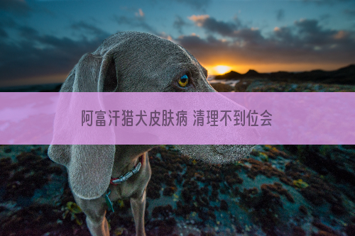 阿富汗猎犬皮肤病 清理不到位会发生感染寄生虫