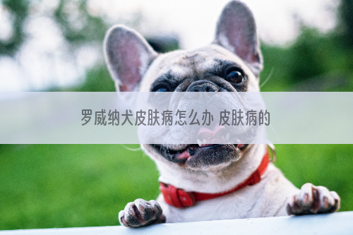 罗威纳犬皮肤病怎么办 皮肤病的治疗方法