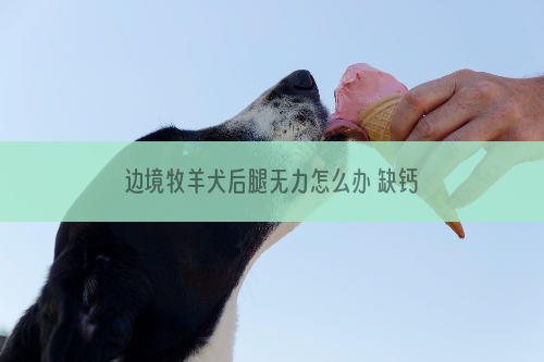 边境牧羊犬后腿无力怎么办 缺钙比较典型表现