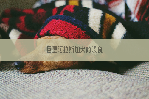 巨型阿拉斯加犬的喂食