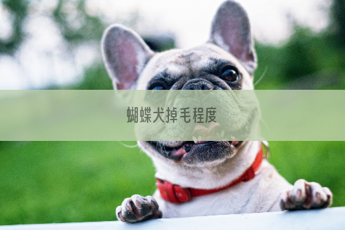 蝴蝶犬掉毛程度