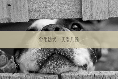 金毛幼犬一天喂几顿