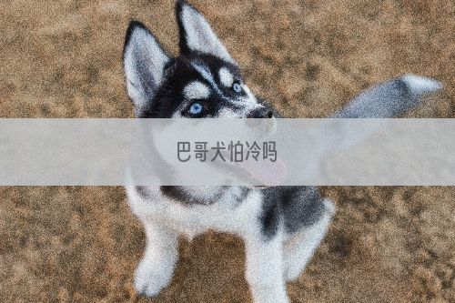 巴哥犬怕冷吗